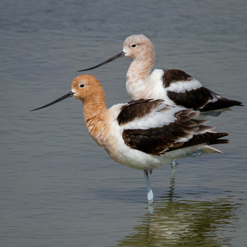 a couple of birds standing in the water