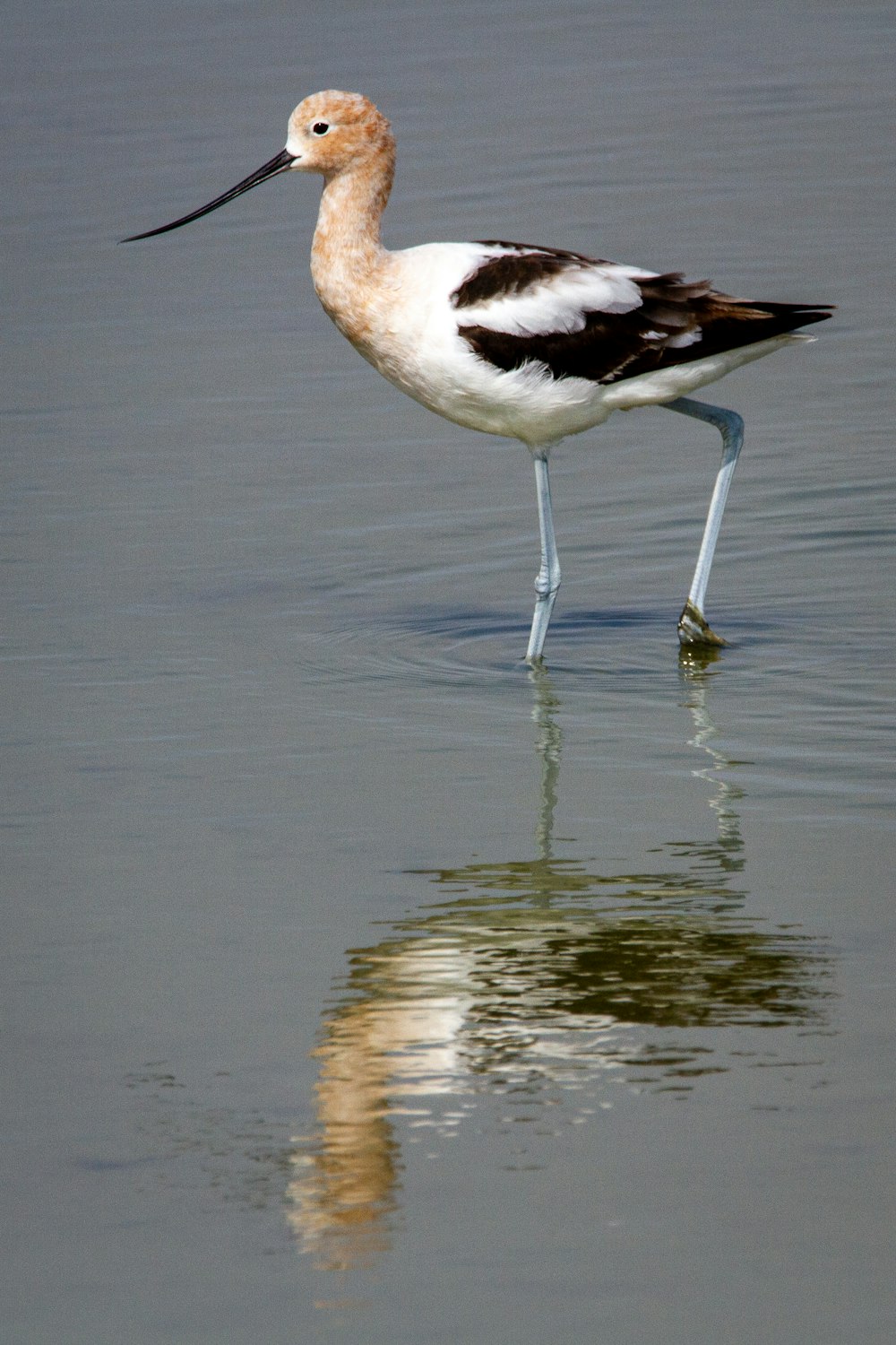 Ein Vogel mit langem Schnabel steht im Wasser