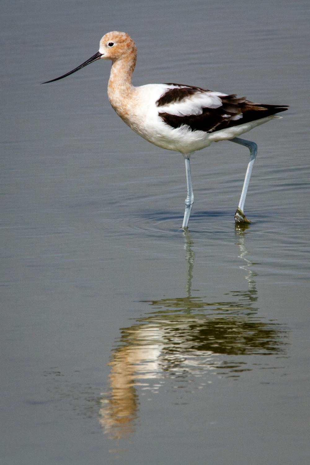 a bird with a long beak standing in the water