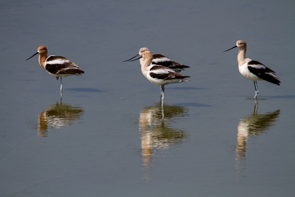 a group of birds standing on top of a body of water