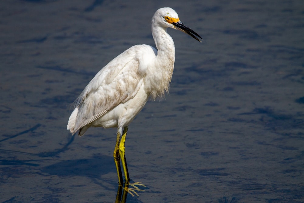 un uccello bianco con un becco giallo in piedi nell'acqua