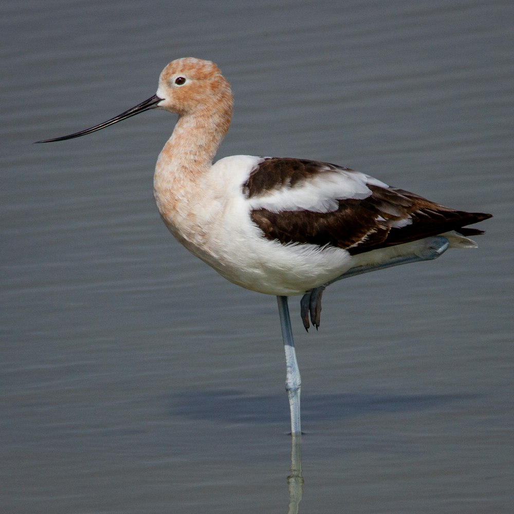 a long legged bird standing in the water