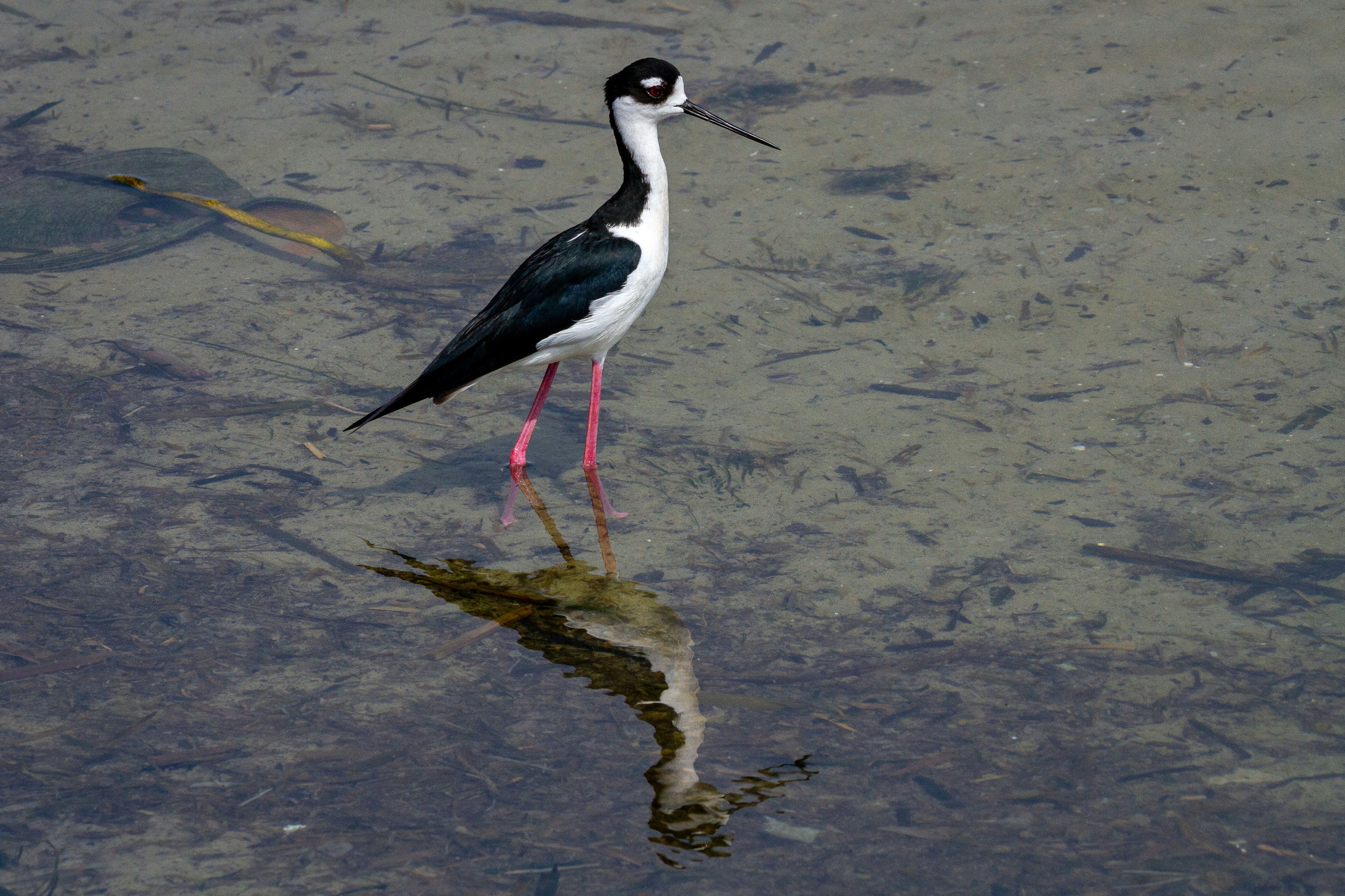 A black-necked stilt wades in the shallow water.