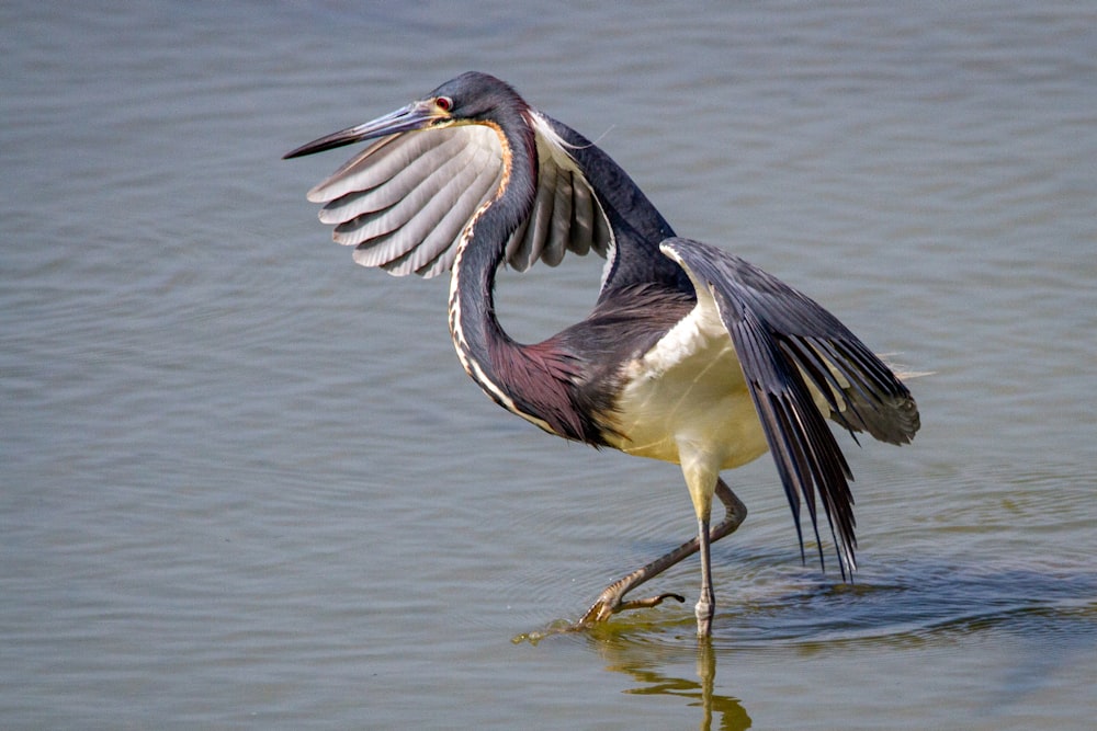 a bird with it's wings spread standing in the water