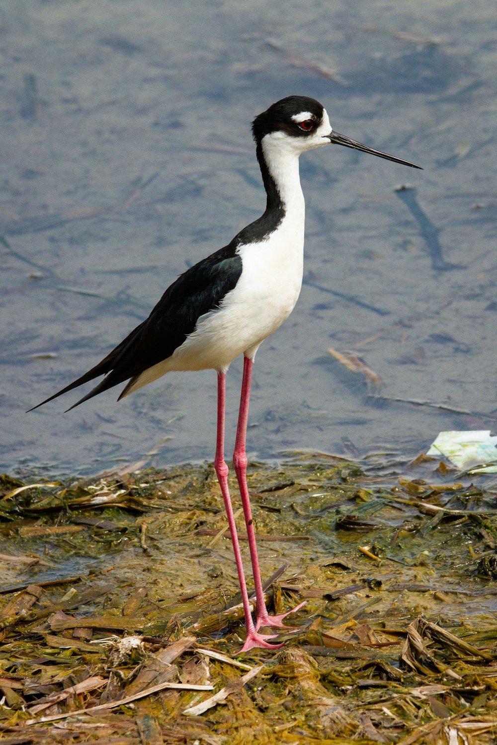 a black and white bird standing on top of a body of water