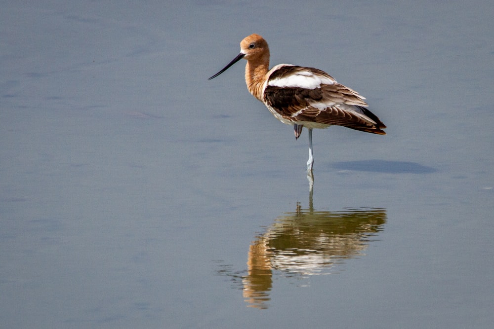 a brown and white bird standing in the water