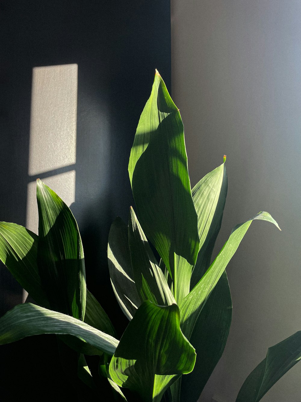 a large green plant sitting in a room next to a window