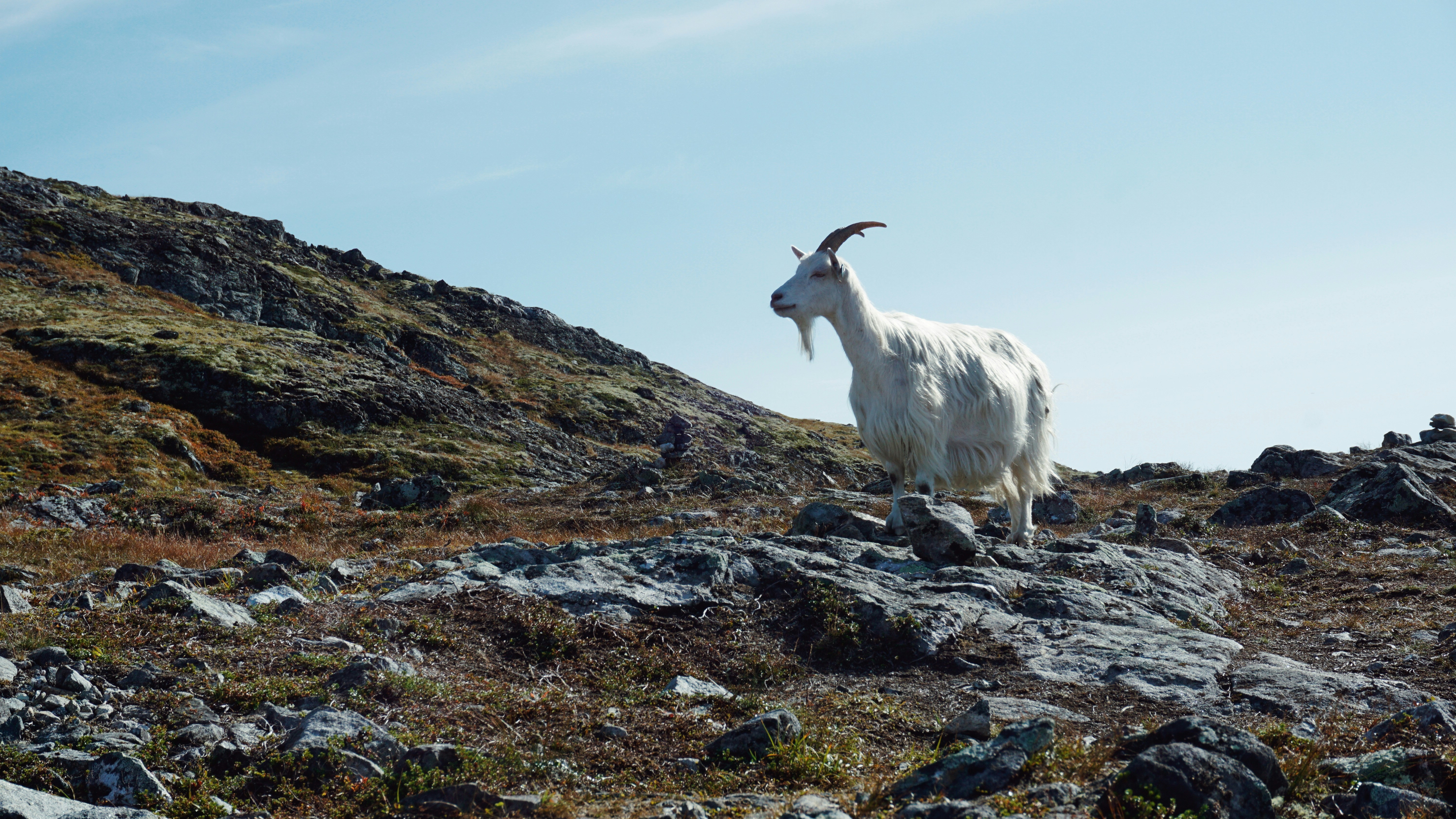 Una capra di montagna in piedi su una collina rocciosa
