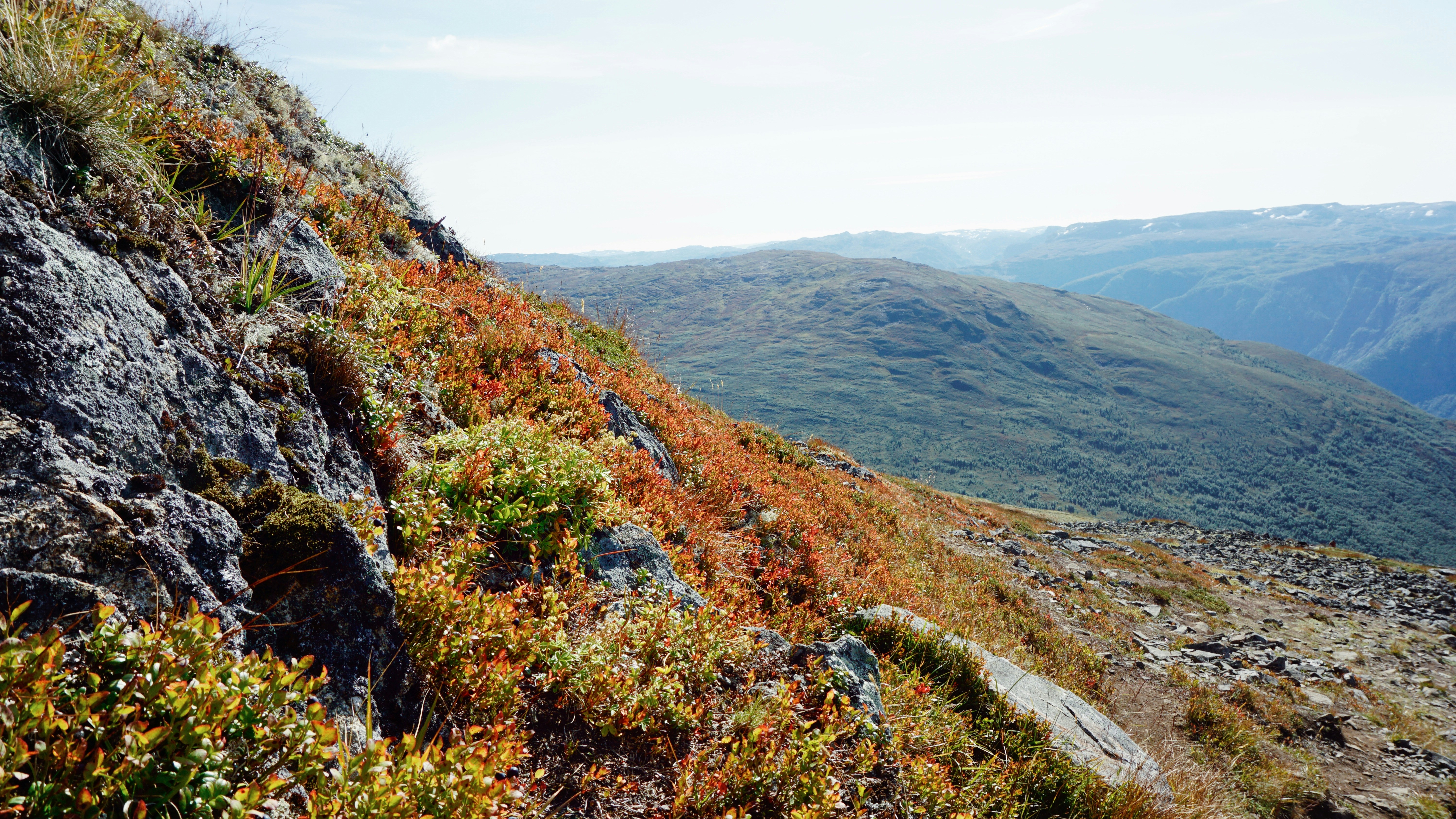 Mountain side with grass and bushes