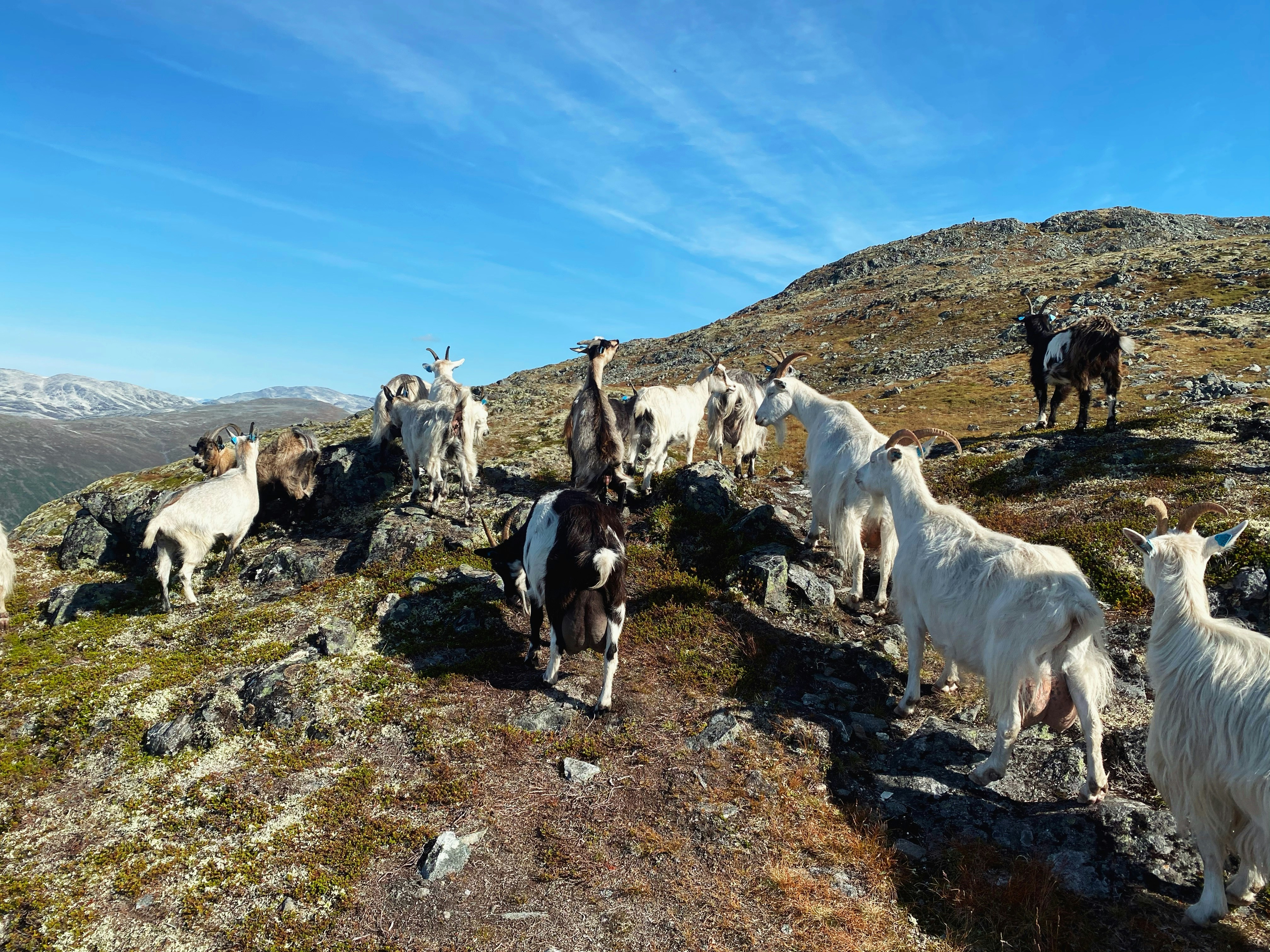 Un gruppo di capre in piedi sulla cima di una montagna