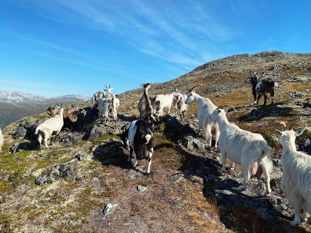 a group of goats standing on top of a mountain