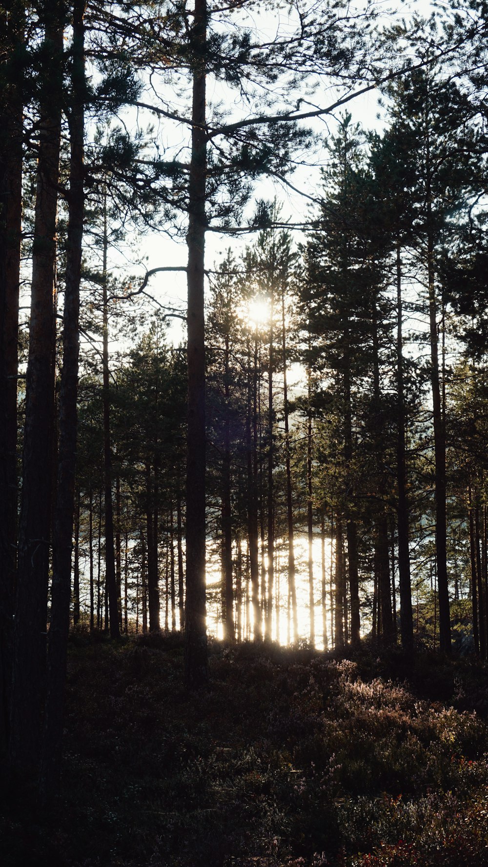 the sun is shining through the trees in the woods