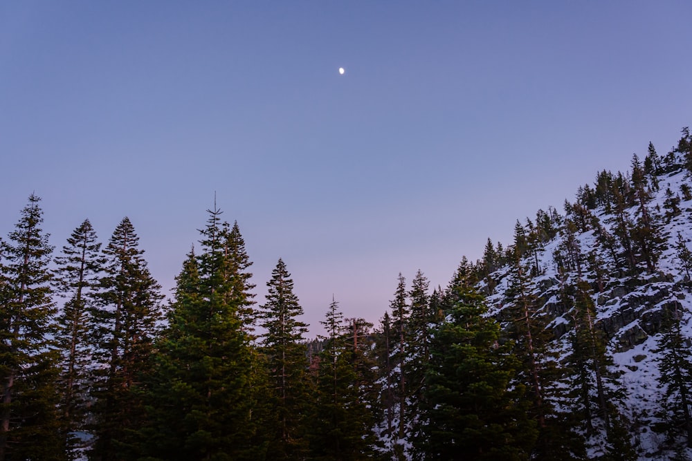 Une pleine lune se levant sur une forêt d’arbres