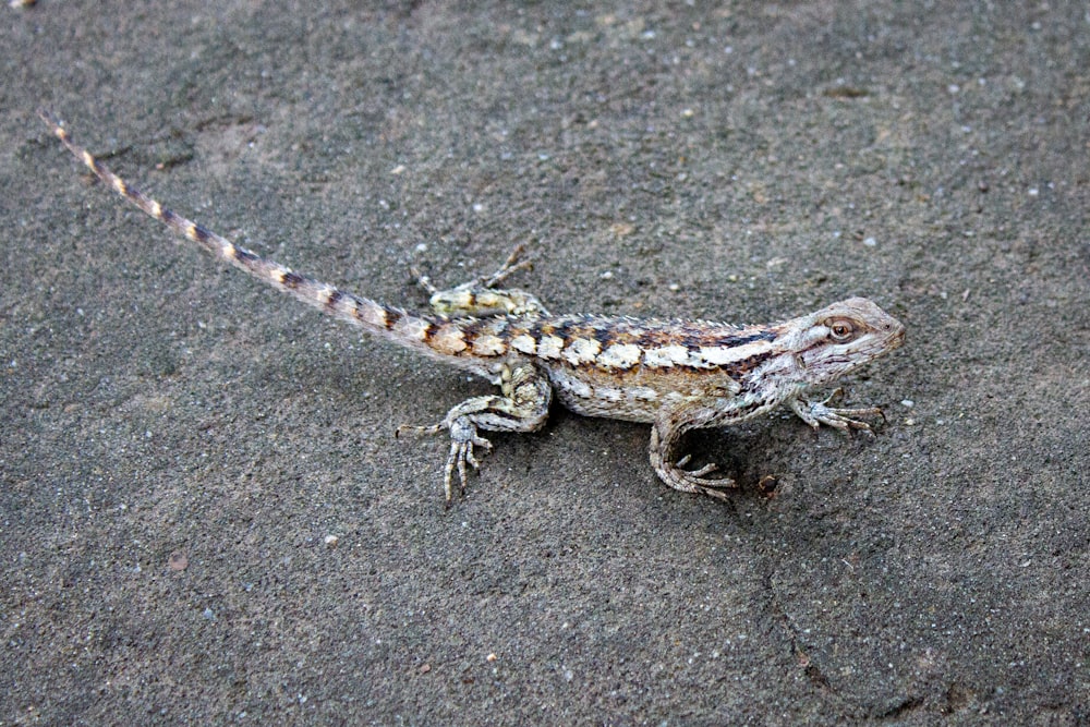 a small lizard sitting on top of a sandy beach
