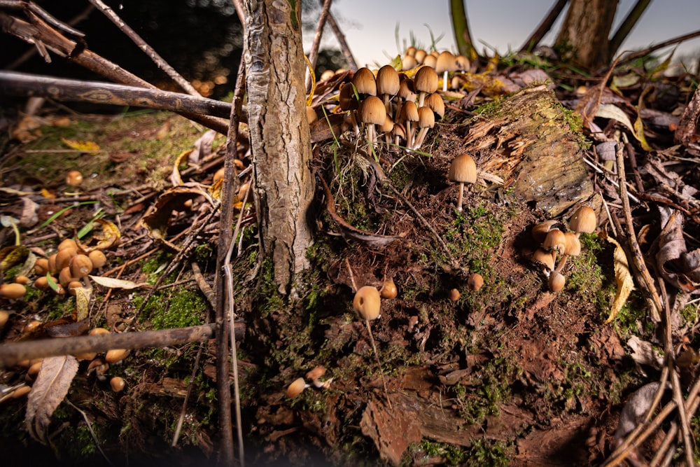 a group of mushrooms growing on a tree stump