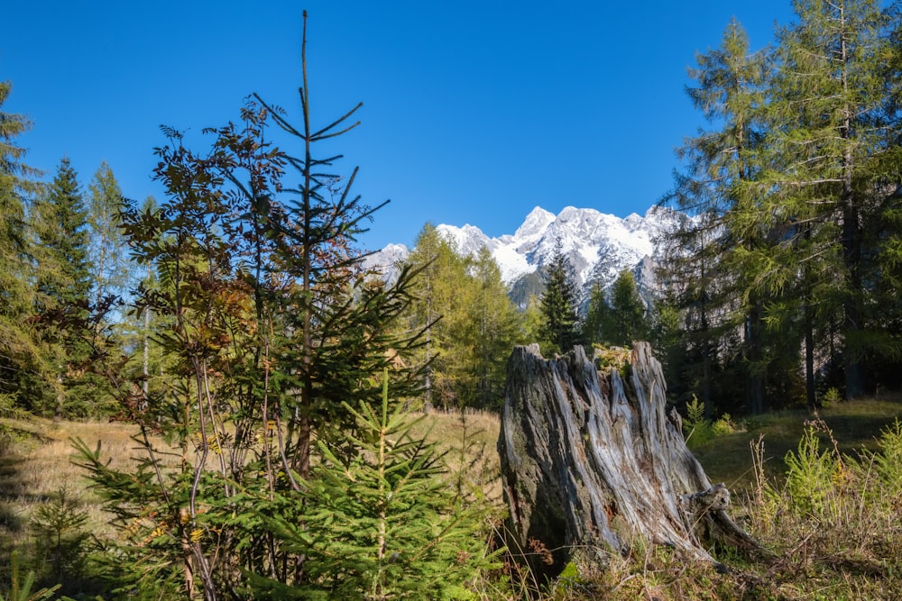 a tree stump in a field with mountains in the background