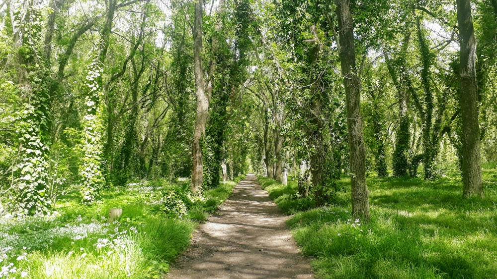 a dirt path through a lush green forest