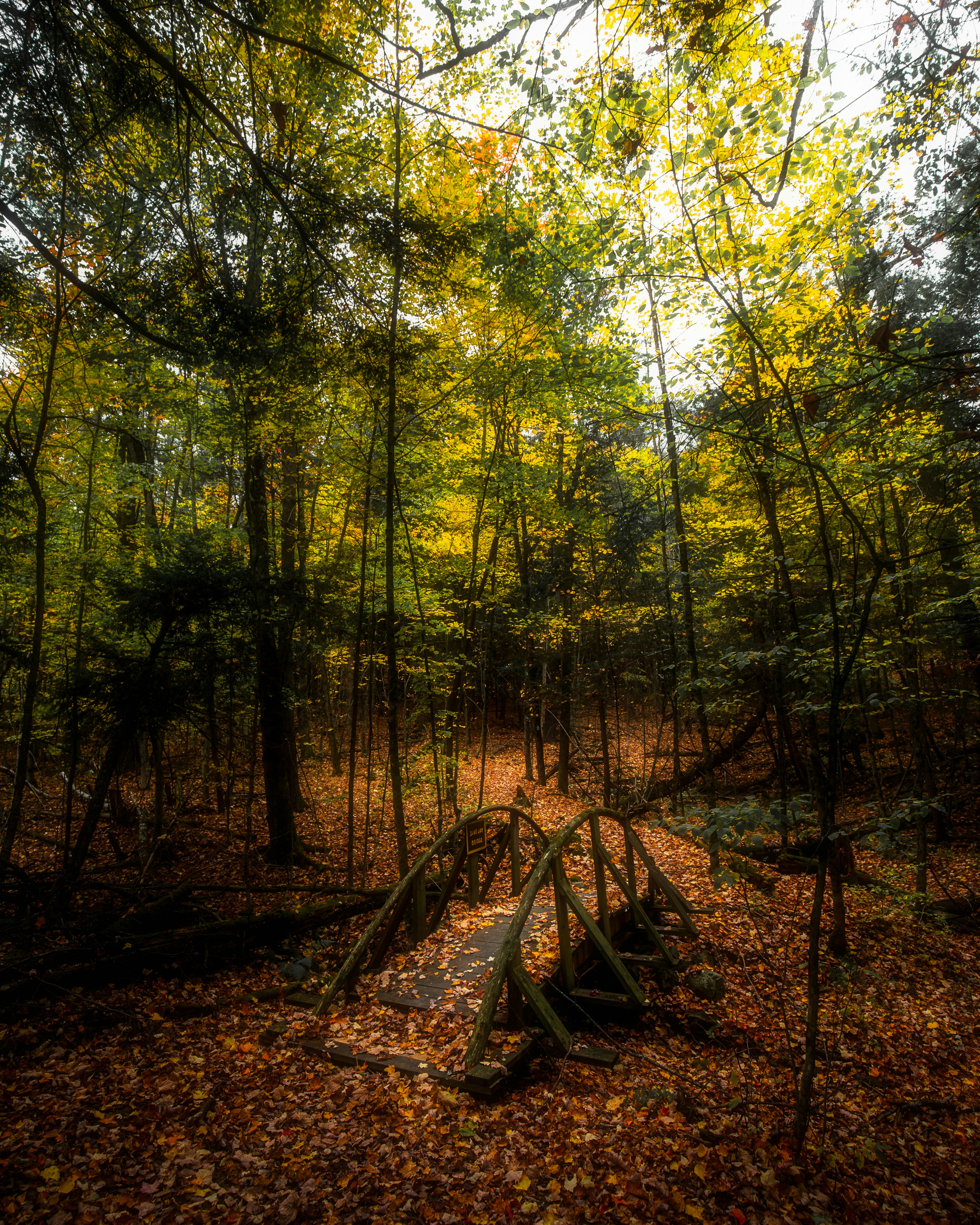 a wooden fence in the middle of a forest