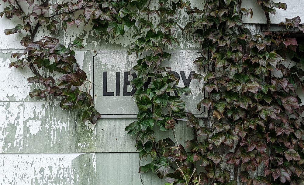 ivy growing up the side of a building