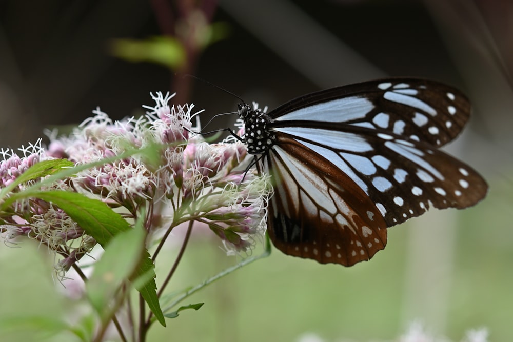 a butterfly sitting on a flower in a field