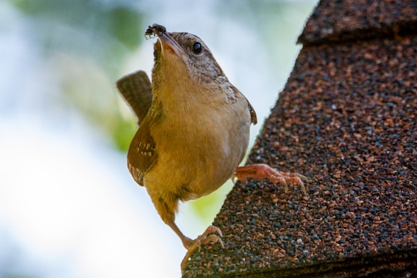 Vogel op een dak met zicht op pannen