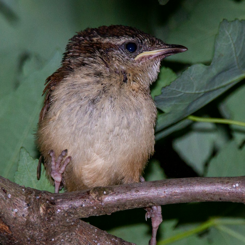 a small bird perched on a tree branch