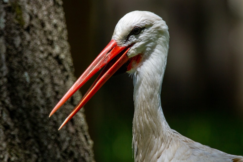 a white bird with a red beak standing next to a tree