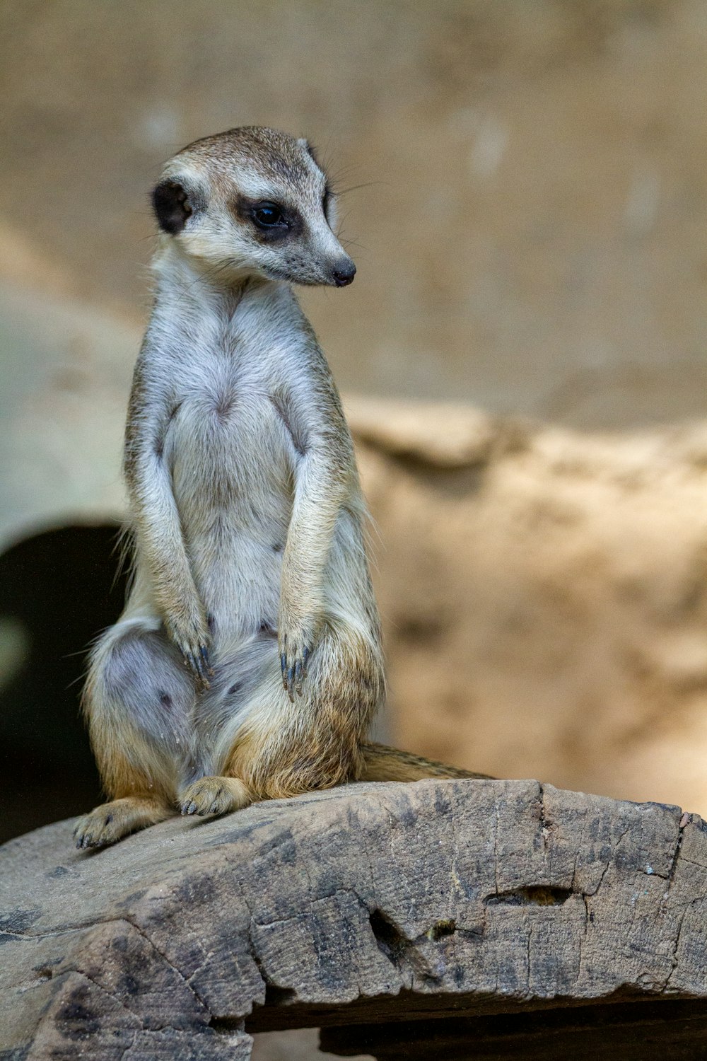 a small meerkat sitting on top of a piece of wood