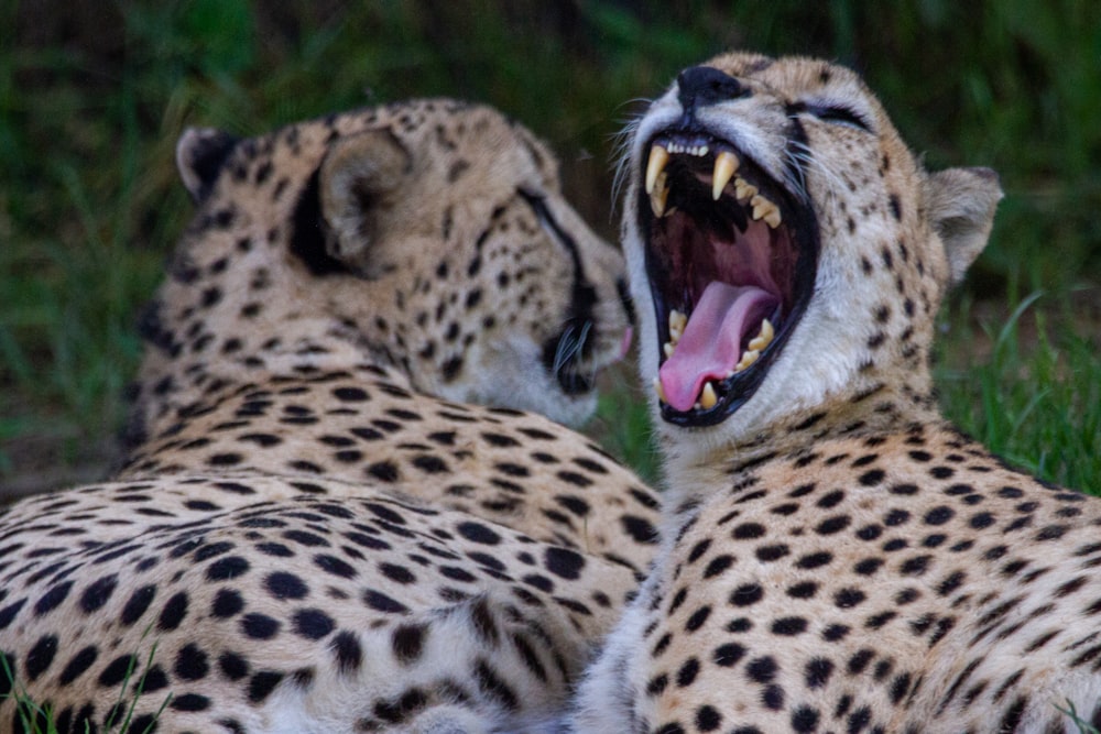 a couple of cheetah laying on top of a lush green field