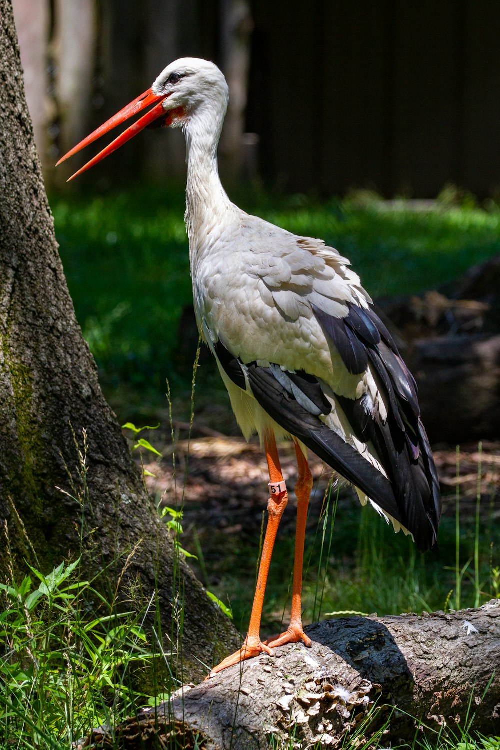 a white and black bird standing next to a tree