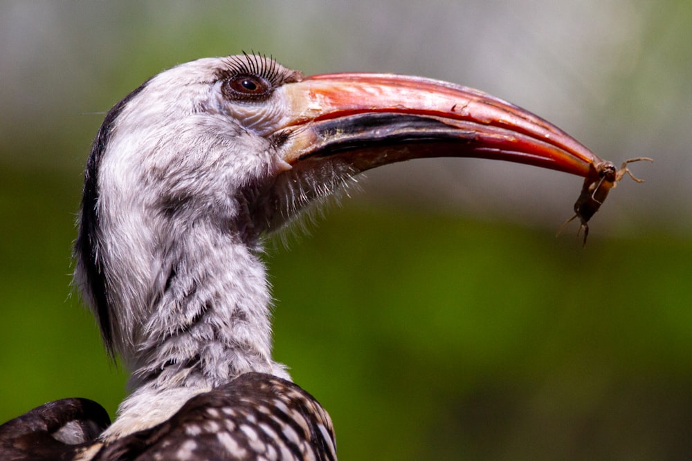 a close up of a bird with a long beak