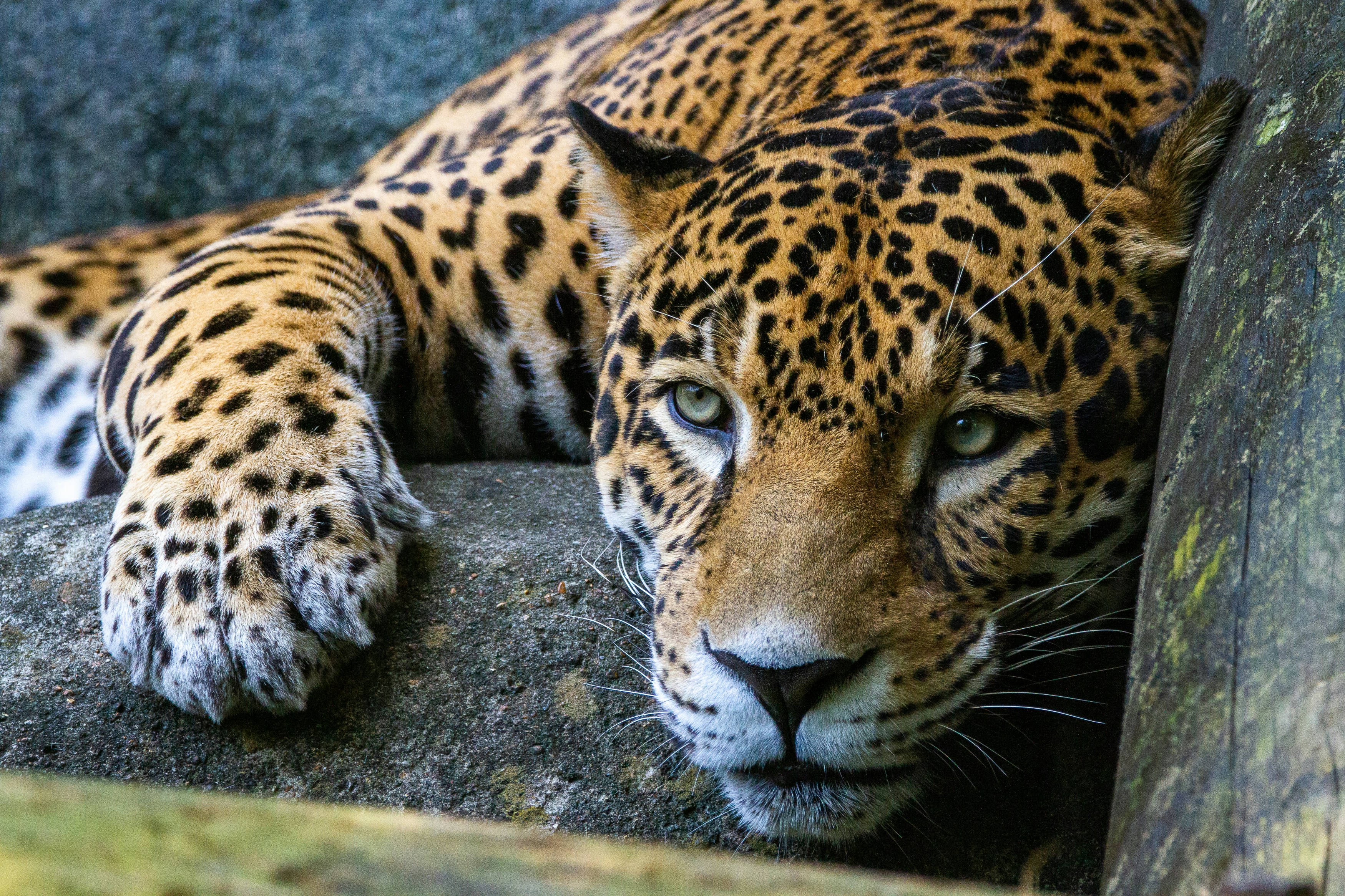 European Jaguars Were Ice Age Powerhouses (image credits: unsplash)
