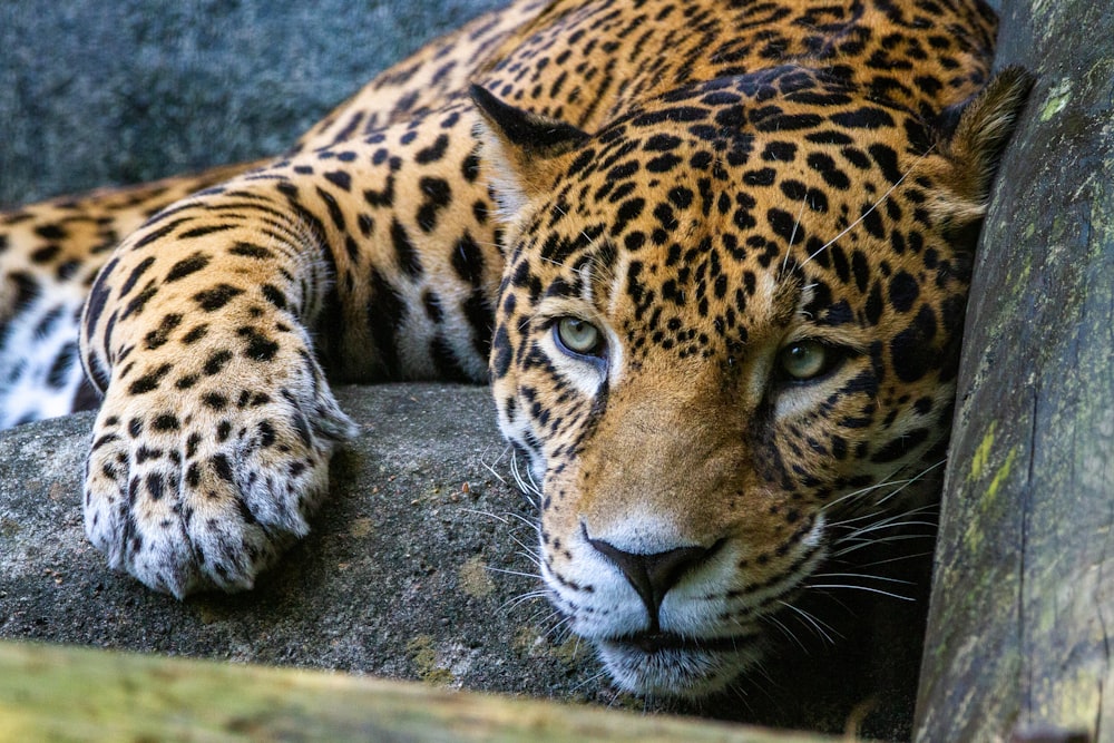 a close up of a leopard laying on a rock