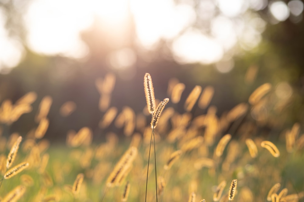 a field of grass with the sun in the background