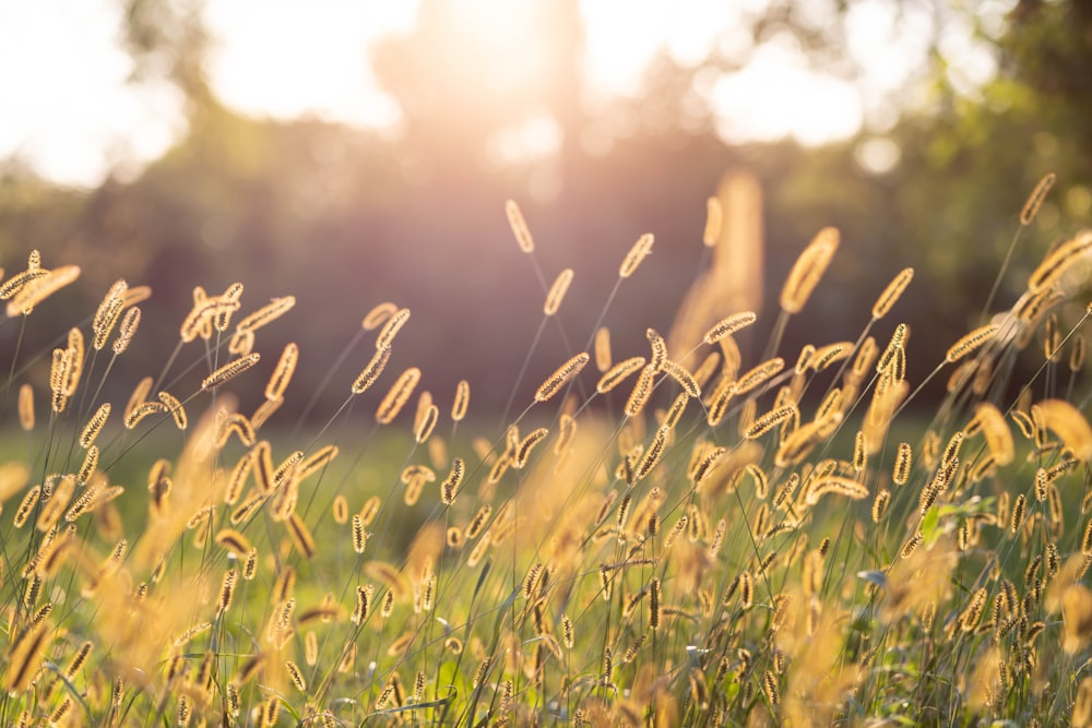 a field of grass with the sun in the background