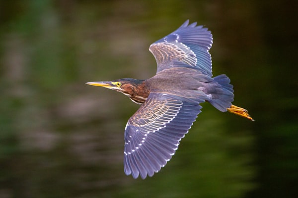 A green heron soaring through the sky.