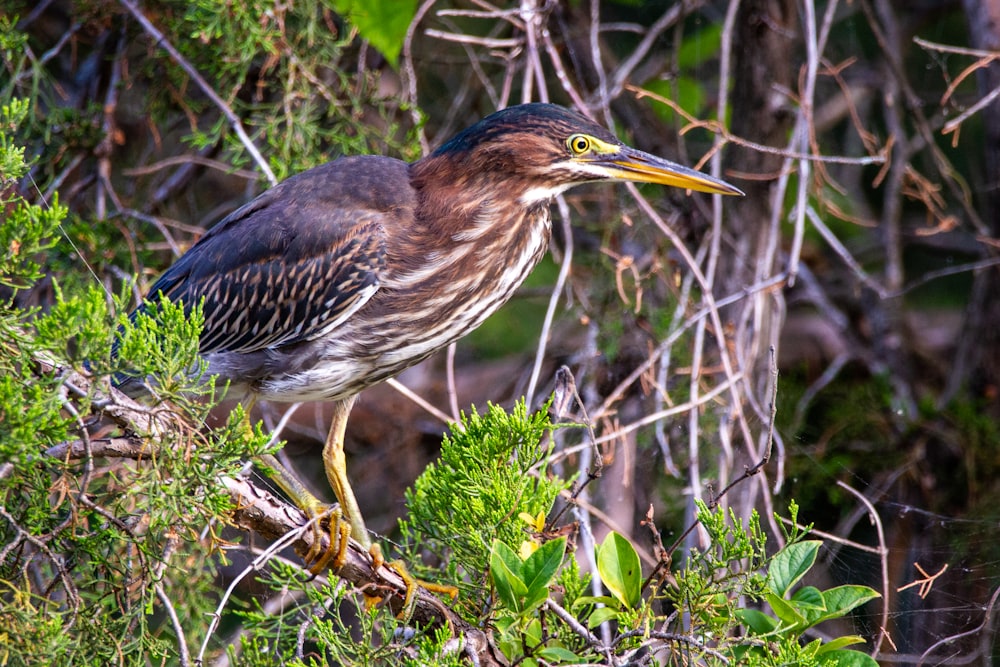 Un pájaro encaramado en la cima de la rama de un árbol