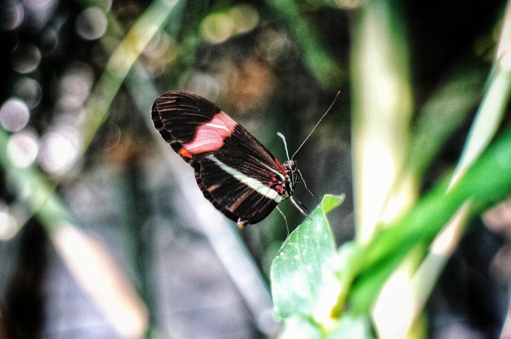 a red and black butterfly sitting on a green leaf