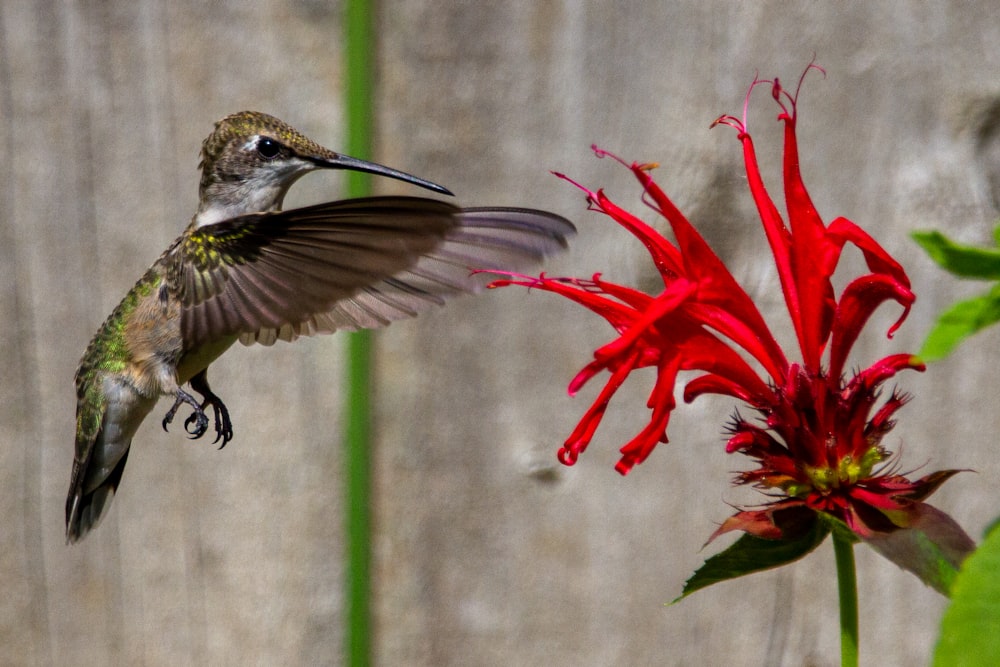 a hummingbird flying towards a red flower