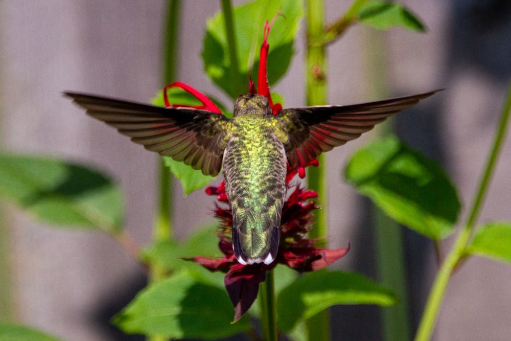 Un colibrí flotando sobre una flor roja