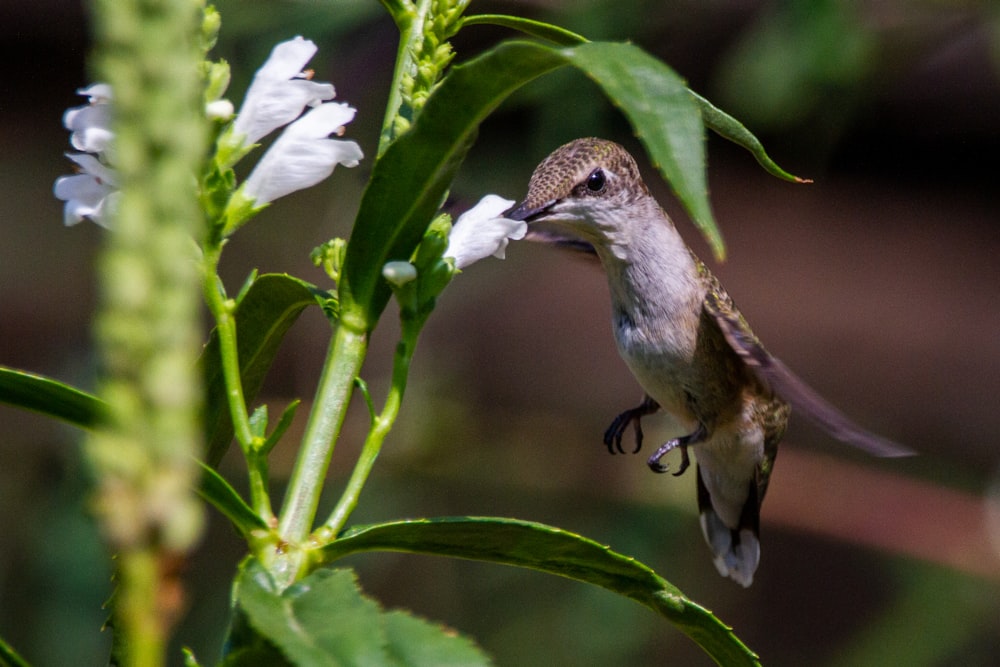 a hummingbird perched on top of a green plant