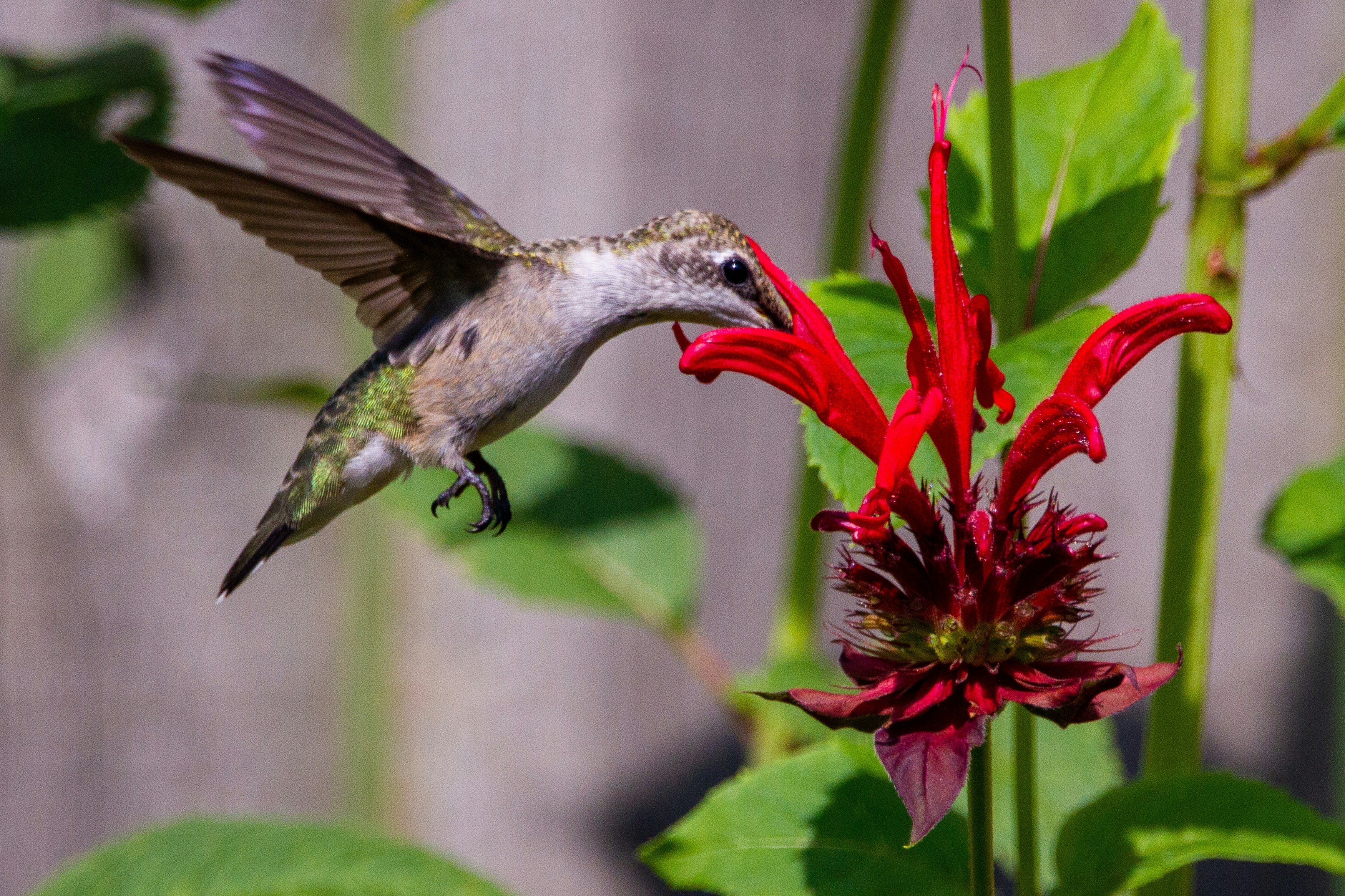 A hummingbird feeding at a well-placed feeder in a lush urban garden