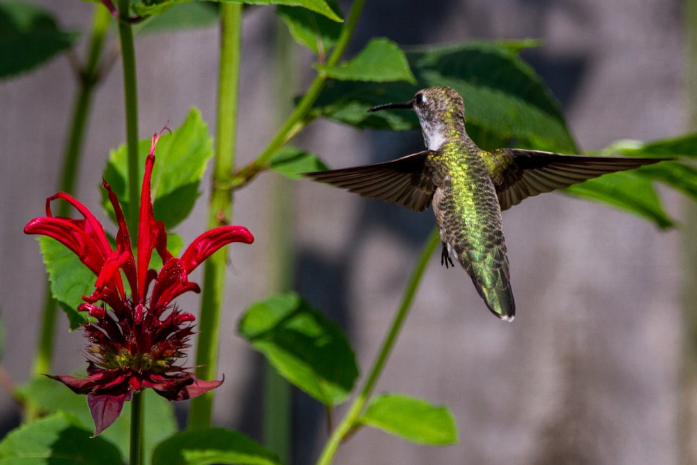 a hummingbird hovers near a red flower