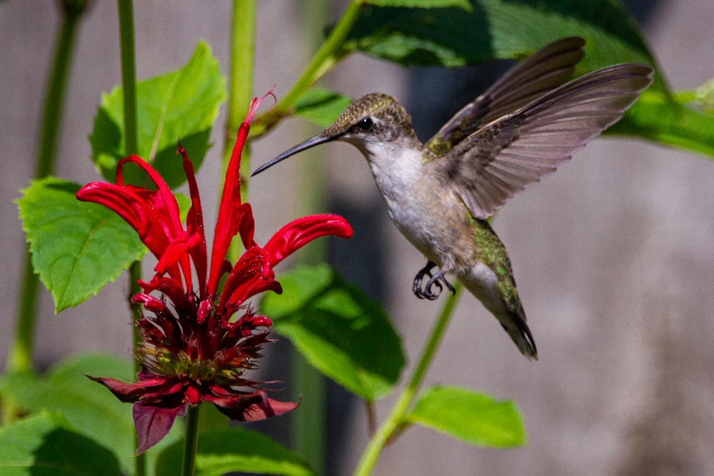 a hummingbird hovering over a red flower