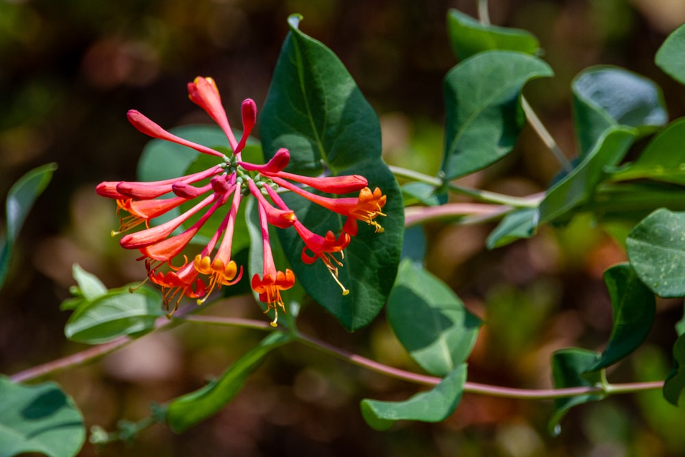 um close up de uma flor em uma planta