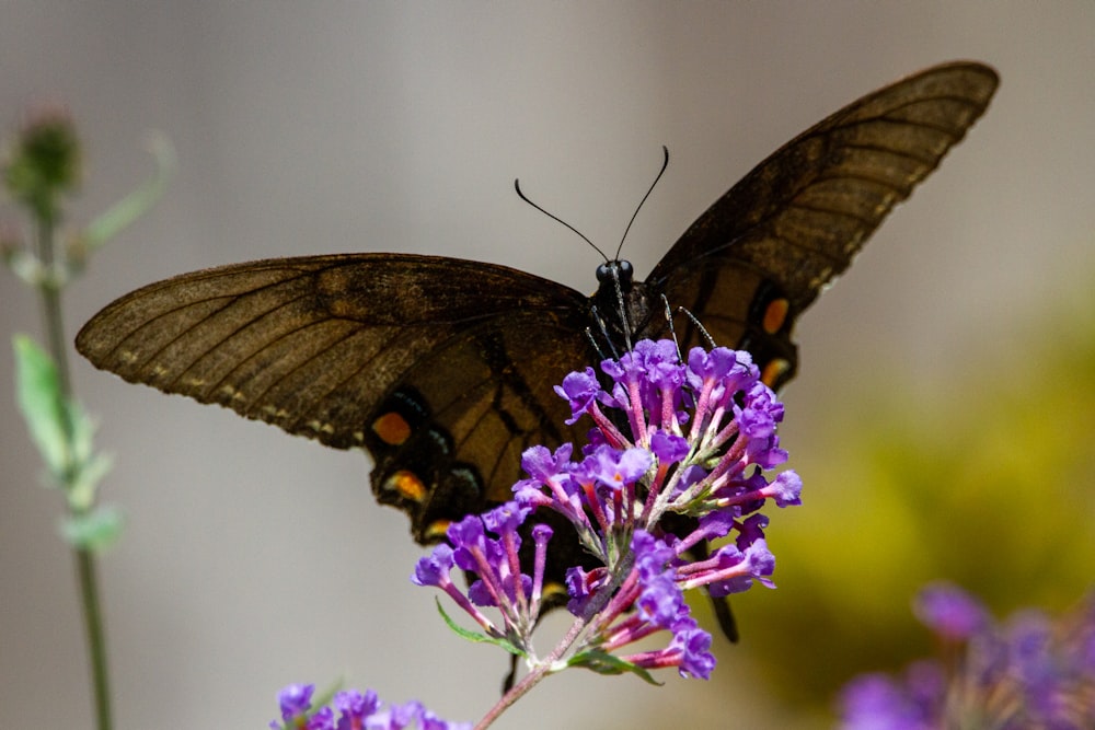 un papillon brun assis au sommet d’une fleur violette