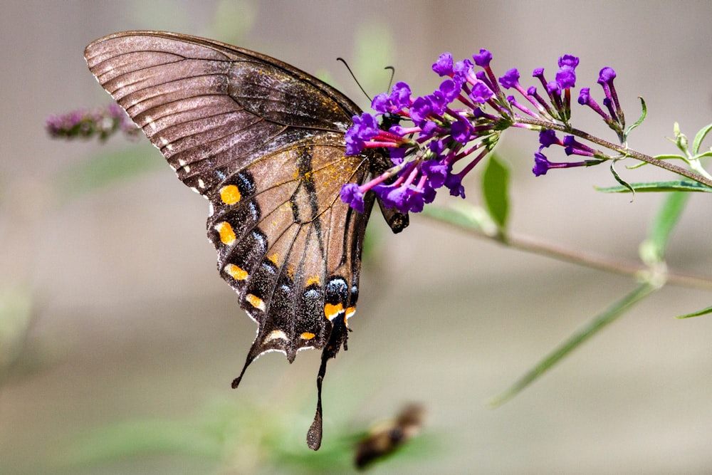 a butterfly sitting on top of a purple flower