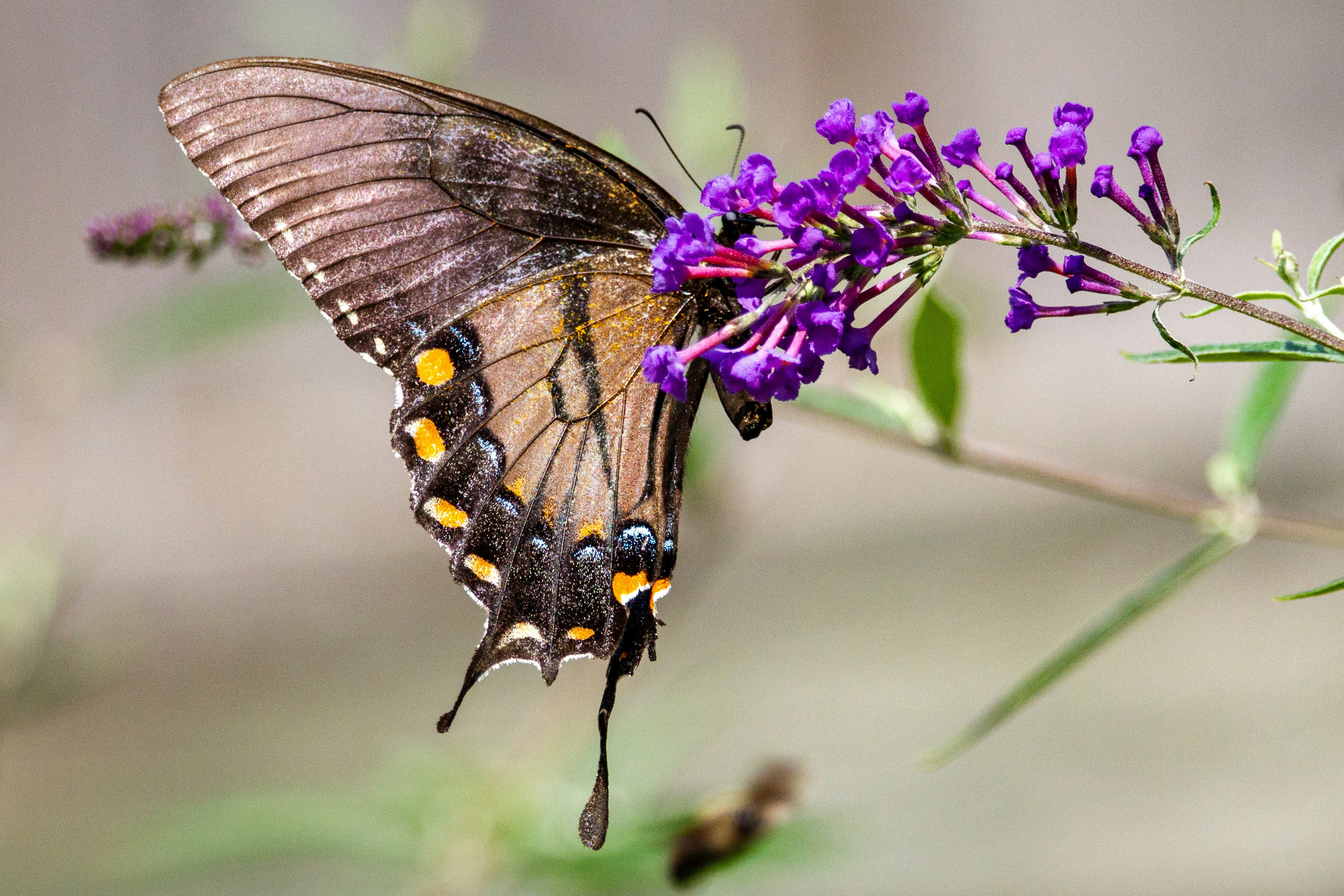 An eastern tiger swallowtail (ventral female, dark morph) butterfly on the bloom of a butterfly bush.