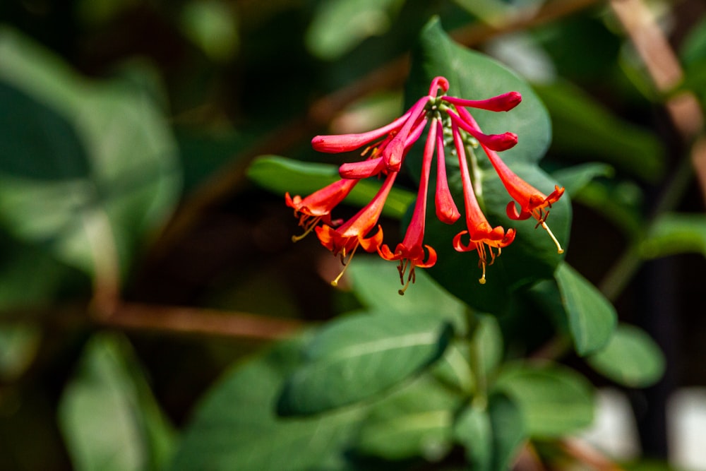 a close up of a red flower on a plant