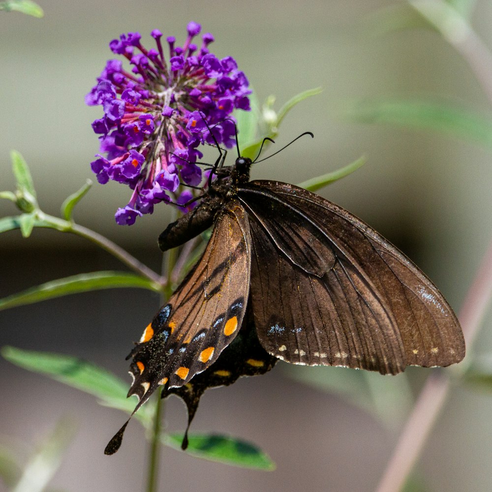 a brown butterfly sitting on top of a purple flower
